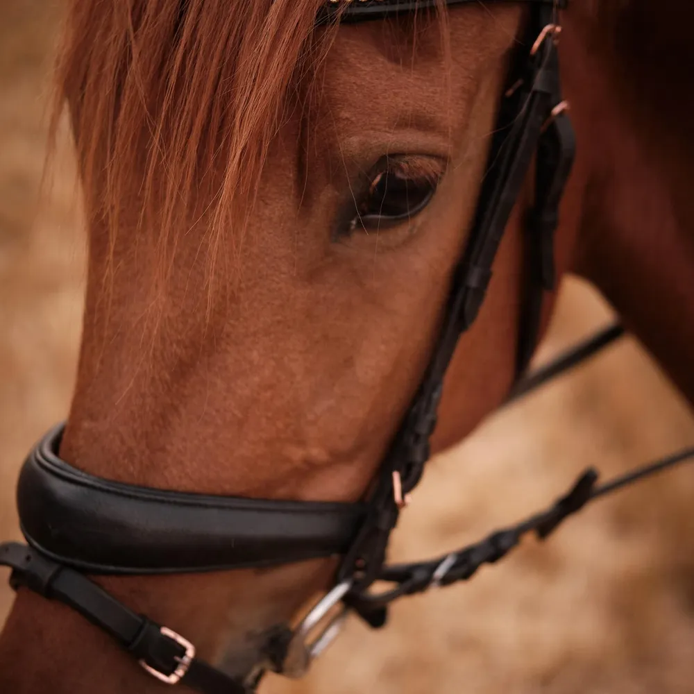 Création LC Sellerie : Cheval portant une briderie en cuir