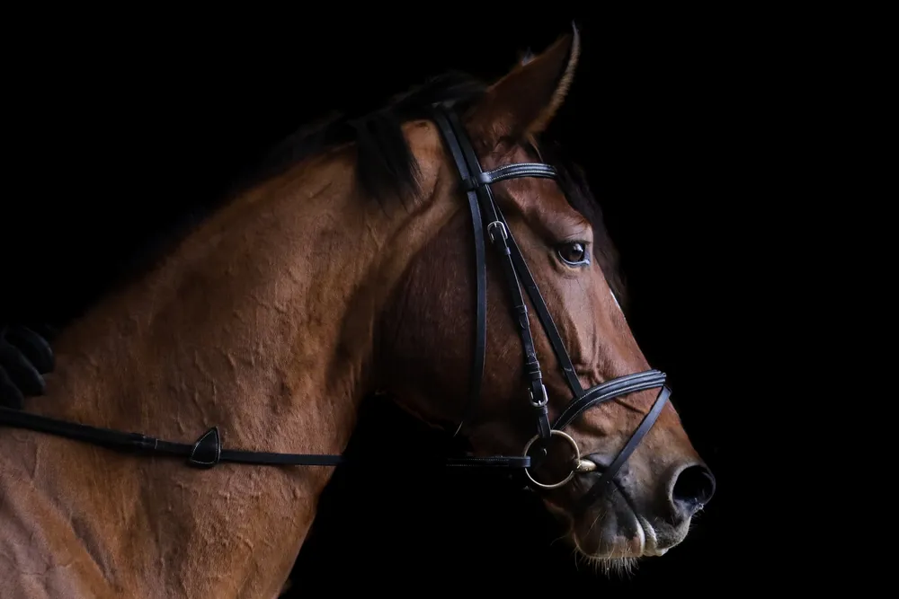 Création LC Sellerie : Cheval portant une martingale